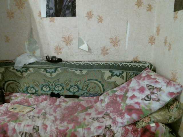 Broadcast Screenshots kar0linaa666