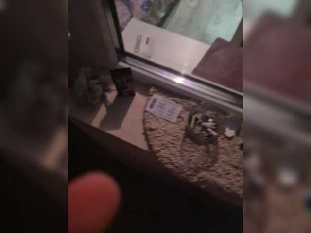 Broadcast Screenshots PussyDevil