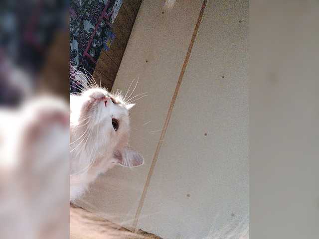 Broadcast Screenshots subprincess